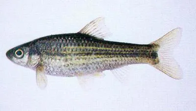 Manchurian gudgeon (Gnathopogon strigatus)