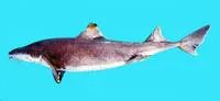 Mandarin dogfish (Cirrhigaleus barbifer)