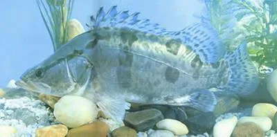 Mandarin fish (Siniperca chuatsi)