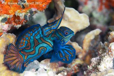 Mandarinfish (Synchiropus splendidus)