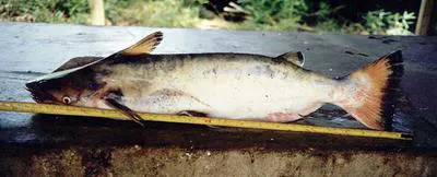Manduba (Ageneiosus inermis)