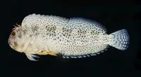 Maned blenny (Scartella emarginata)
