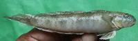 Maned goby (Oxyurichthys microlepis)