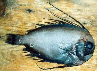 Manefish (Caristius macropus)