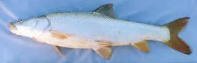 Mangar (Luciobarbus esocinus)