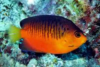 Mango angelfish (Centropyge shepardi)