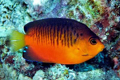 Mango angelfish (Centropyge shepardi)