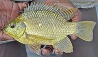 Mango tilapia (Sarotherodon galilaeus galilaeus)