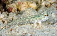 Mangrove dragonet (Callionymus enneactis)