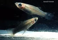 Mangrove gambusia (Gambusia rhizophorae)