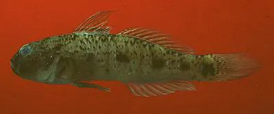 Mangrove goby (Acentrogobius audax)