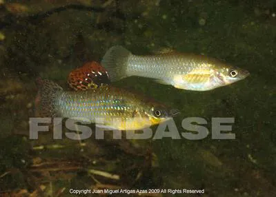 Mangrove molly (Poecilia orri)