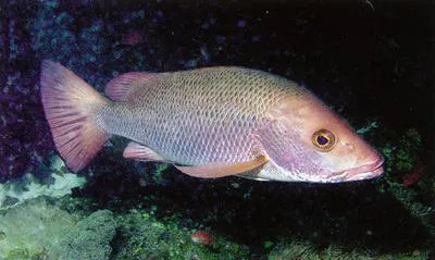 Mangrove red snapper (Lutjanus argentimaculatus)