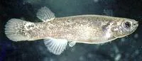 Mangrove rivulus (Kryptolebias marmoratus)