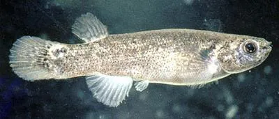 Mangrove rivulus (Kryptolebias marmoratus)