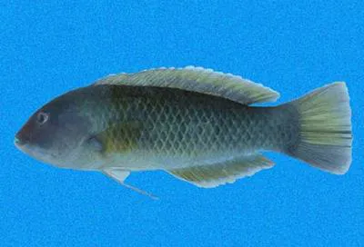 Mangrove wrasse (Halichoeres aestuaricola)