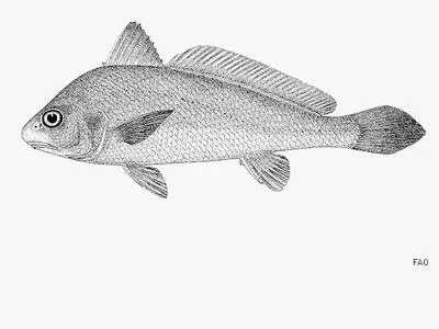 Mannar croaker (Johnius mannarensis)