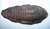 Many-band sole (Zebrias scalaris)