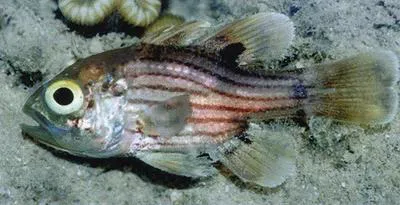 Many-banded cardinal-fish (Apogonichthyoides brevicaudatus)