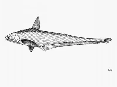 Many-fingered grenadier anchovy (Coilia rebentischii)