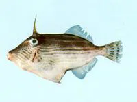 Many-lined leatherjacket (Thamnaconus striatus)