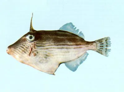Many-lined leatherjacket (Thamnaconus striatus)