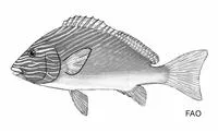 Many-lined sweetlips (Plectorhinchus multivittatus)