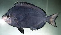 Many-spined butterflyfish (Hemitaurichthys multispinosus)