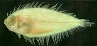 Many-spotted lefteye flounder (Arnoglossus polyspilus)