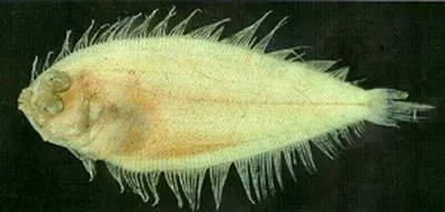 Many-spotted lefteye flounder (Arnoglossus polyspilus)