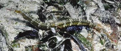 Many-spotted pipefish (Corythoichthys polynotatus)