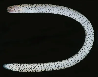 Many-toothed snake moray (Uropterygius supraforatus)