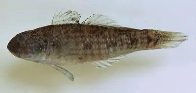 Manyband goby (Amoya madraspatensis)
