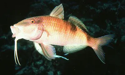 Manybar goatfish (Parupeneus multifasciatus)
