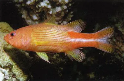Manyline perch (Liopropoma multilineatum)