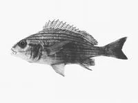 Manylined grunter (Pomadasys laurentino)