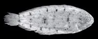 Manyscale Sole (Leptachirus polylepis)