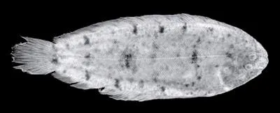 Manyscale Sole (Leptachirus polylepis)