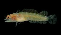 Manyscaled blenny (Starksia multilepis)