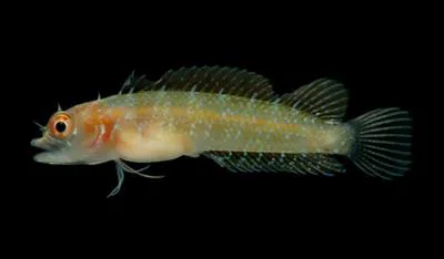 Manyscaled blenny (Starksia multilepis)