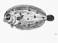 Manyscaled flounder (Parabothus polylepis)