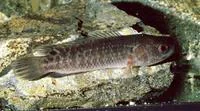 Manyspined ctenopoma (Ctenopoma multispine)