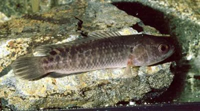 Manyspined ctenopoma (Ctenopoma multispine)