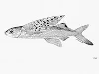 Manyspotted flyingfish (Cheilopogon spilopterus)