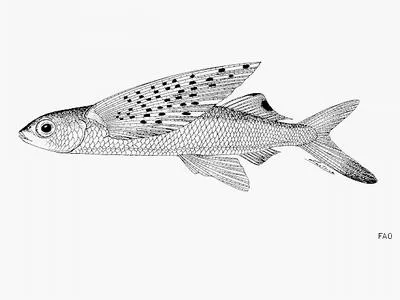 Manyspotted flyingfish (Cheilopogon spilopterus)