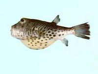 Manystriped blowfish (Feroxodon multistriatus)