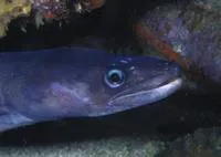 Manytooth conger (Conger triporiceps)
