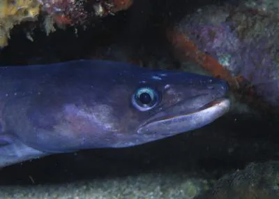 Manytooth conger (Conger triporiceps)
