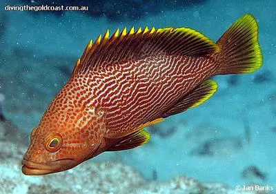 Maori grouper (Epinephelus undulatostriatus)