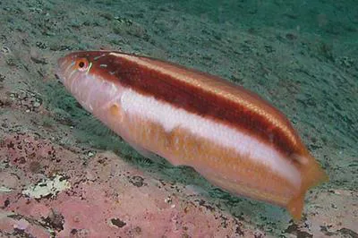 Maori wrasse (Ophthalmolepis lineolata)